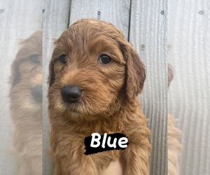 Goldendoodle Puppy for sale in HAMMOND, OR, USA