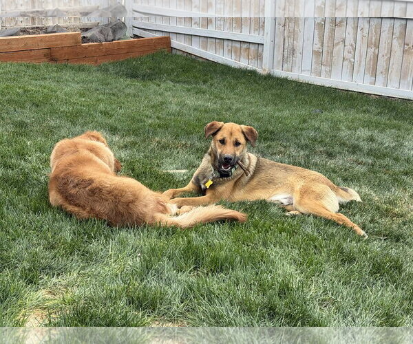 Medium Photo #6 Mutt Puppy For Sale in Sandy, UT, USA