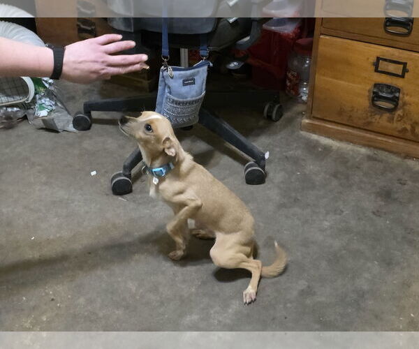 Medium Photo #13 Italian Greyhuahua Puppy For Sale in Wakefield, RI, USA