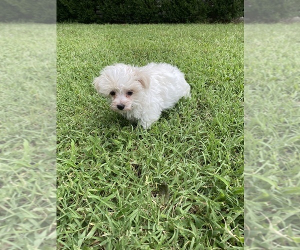 Medium Photo #6 Maltese Puppy For Sale in FREDONIA, KS, USA