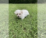 Small #5 Maltese