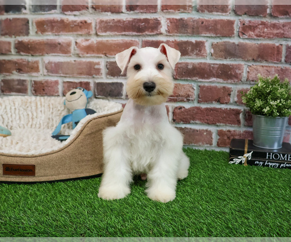 Medium Photo #9 Schnauzer (Miniature) Puppy For Sale in SYRACUSE, IN, USA