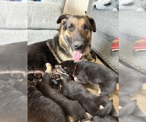 Mother of the Collie-German Shepherd Dog Mix puppies born on 03/05/2025