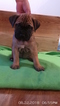 Small Photo #1 Bullmastiff Puppy For Sale in WILSON, NY, USA