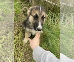 Small Photo #1 German Shepherd Dog Puppy For Sale in MARYSVILLE, WA, USA