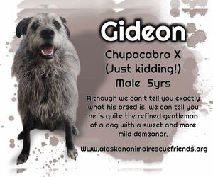 Irish Wolfhound-Unknown Mix Dogs for adoption in Anchorage, AK, USA