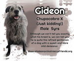 Small Irish Wolfhound Mix