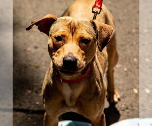 Carolina - Female Mutt Dog for Adoption - Photo #6