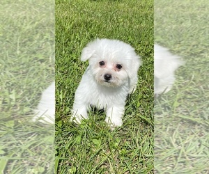 Bichon Frise Puppy for sale in CANOGA, NY, USA