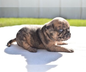 Pug Puppy for sale in PALM COAST, FL, USA