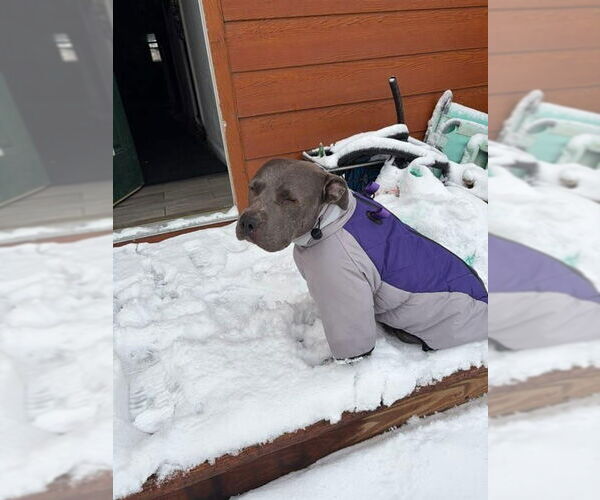 Medium Photo #20 American Staffordshire Terrier-Unknown Mix Puppy For Sale in Lake Forest, CA, USA