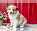 Small Photo #24 Australian Shepherd Puppy For Sale in GREENFIELD, OH, USA