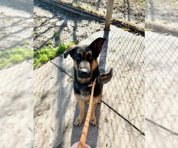 Medium Photo #1 German Shepherd Dog-Unknown Mix Puppy For Sale in Modesto, CA, USA