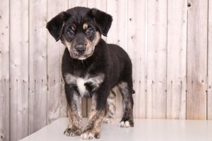 Goberian Puppy for sale in MOUNT VERNON, OH, USA