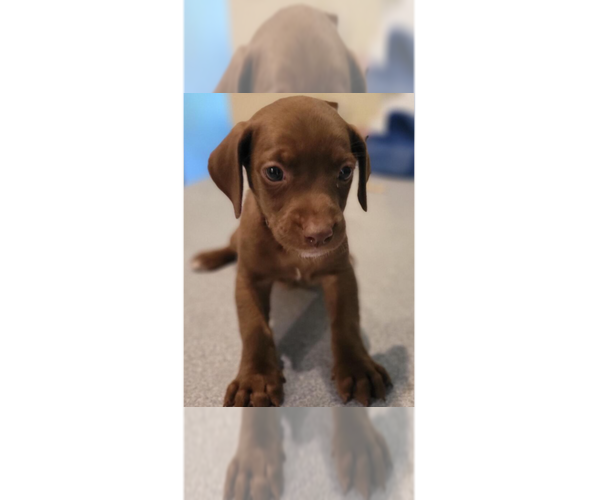 Medium Photo #1 Doxle Puppy For Sale in Aurora, IN, USA