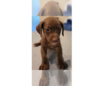 Small Doxle