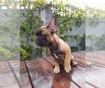 Small Photo #5 French Bulldog Puppy For Sale in HOLLYWOOD, CA, USA