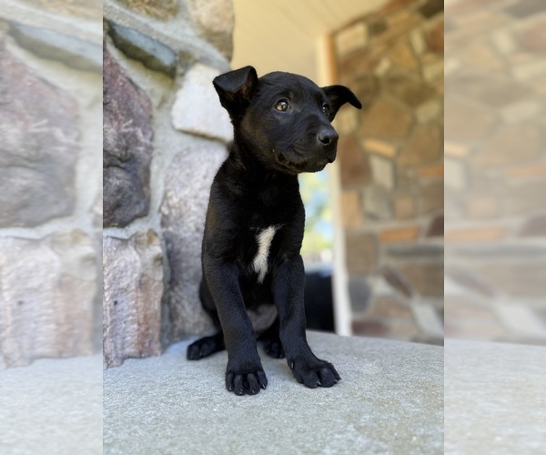 Medium Photo #1 Belgian Malinois Puppy For Sale in HOWELL, MI, USA