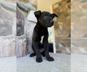 Belgian Malinois Puppy for sale in HOWELL, MI, USA