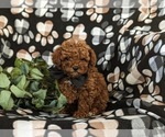 Small Photo #3 Poodle (Miniature) Puppy For Sale in NEW HOLLAND, PA, USA