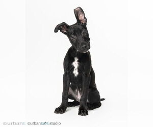 Miniature Pinscher-Unknown Mix Dogs for adoption in Tampa, FL, USA
