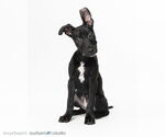 Small Miniature Pinscher Mix