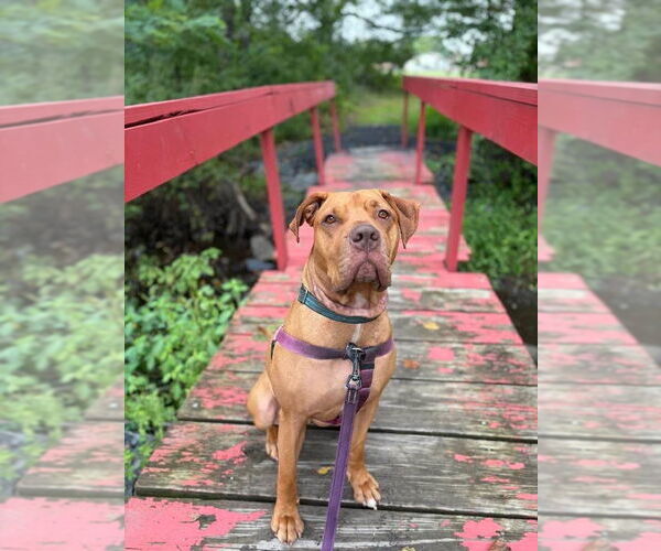 Medium Photo #3 American Staffordshire Terrier Puppy For Sale in Lawrenceville, NJ, USA