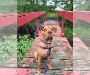 Clementine - Female American Staffordshire Terrier Dog for Adoption - Photo #3