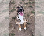Small #2 Australian Shepherd Mix