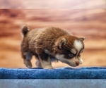 Small #5 Pomsky