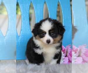 Miniature Australian Shepherd Puppy for sale in FREDERICKSBG, OH, USA