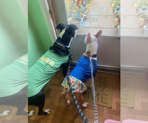 Medium Photo #5 Mutt Puppy For Sale in Oakhurst, NJ, USA