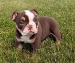 Small #5 English Bulldog