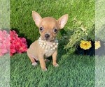 Small Chihuahua