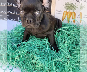 French Bulldog Puppy for sale in LOS ANGELES, CA, USA