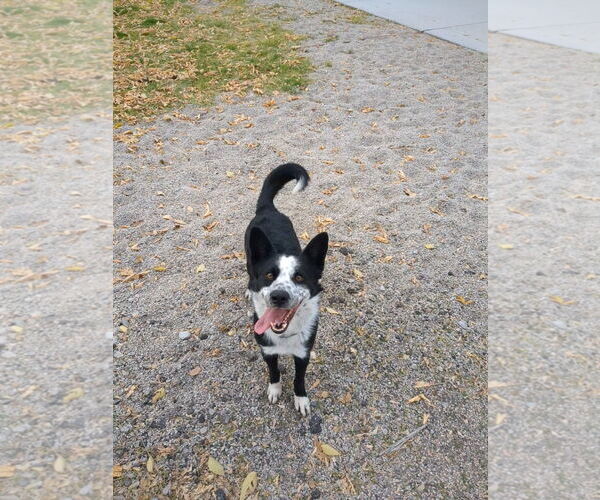 Medium Photo #9 Border Collie-Unknown Mix Puppy For Sale in Sandy, UT, USA
