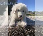 Puppy Bear Border Collie-Maremma Sheepdog Mix
