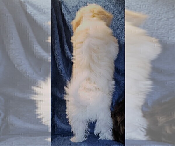 Medium Photo #24 Morkie Puppy For Sale in HOLLAND, MI, USA