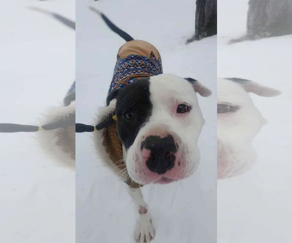 Medium Photo #5 Mutt Puppy For Sale in Alexander, AR, USA