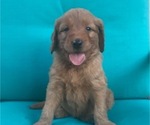Small Photo #3 Goldendoodle Puppy For Sale in FORT WORTH, TX, USA
