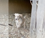 Small Photo #16 Labrador Retriever Puppy For Sale in ASHEVILLE, NC, USA