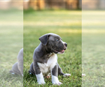 Small #3 American Bully Mikelands 