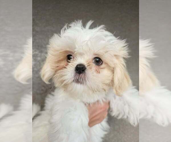 Medium Photo #2 Shih Tzu Puppy For Sale in WESLEY CHAPEL, FL, USA