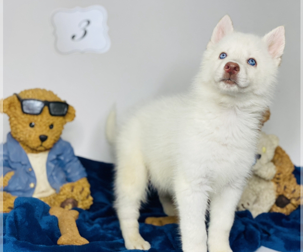 Medium Photo #2 Siberian Husky Puppy For Sale in HESPERIA, CA, USA