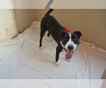 Small #1 Border Collie Mix