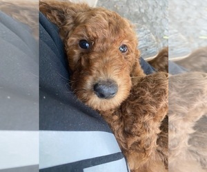 Goldendoodle Puppy for Sale in ROCKLEDGE, Florida USA