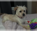 Small Photo #17 Mutt Puppy For Sale in Cranston, RI, USA