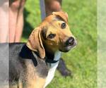 Small #2 Coonhound