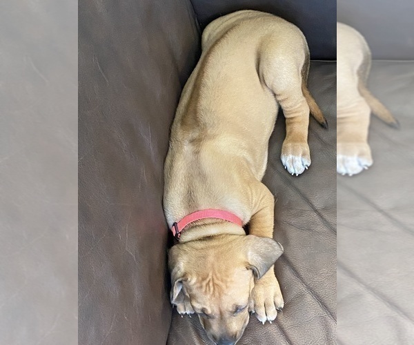 Medium Photo #140 Rhodesian Ridgeback Puppy For Sale in KELLER, TX, USA