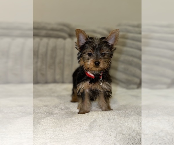 Medium Photo #3 Yorkshire Terrier Puppy For Sale in DETROIT, MI, USA
